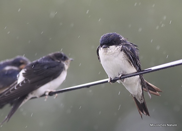 Common House Martin (Delichon urbicum) ad, Hirondelle de fenêtre