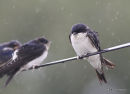 Common House Martin (Delichon urbicum) ad, Hirondelle de fenêtre