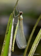 Emergence