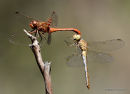 Southern Darters (Sympetrum meridionale)