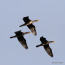 Great Cormorants (Phalacrocorax carbo) 1W