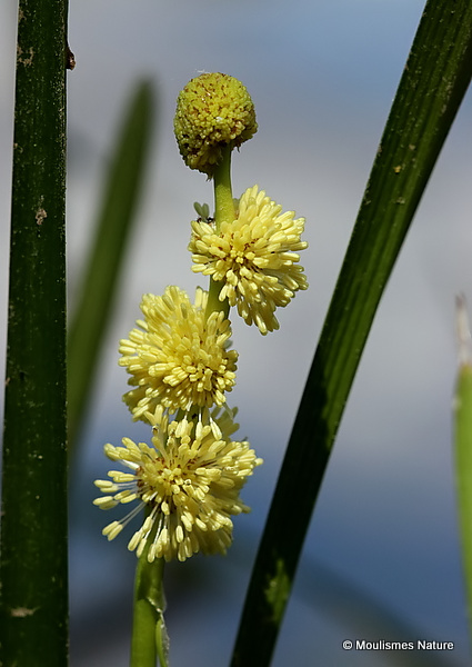 Sparganium simplex, Unbranched Bur reed