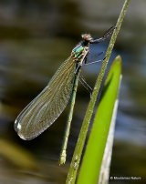 Banded Demoiselle (Calopteryx splendens) F