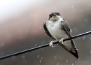 Common House Martin (Delichon urbicum) juv, Hirondelle de fenêtre