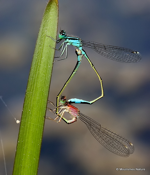 Blue-tailed Damselflies (Ischnura elegans)