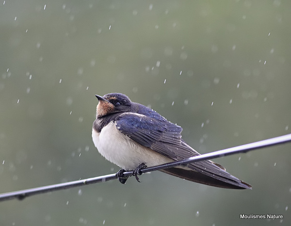Barn Swallow (Hirundo rustica) juv, Hirondelle rustique