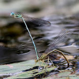 White-legged Damselflies (Platycnemis pennipes)