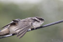 Common House Martin (Delichon urbicum) juv, Hirondelle de fenêtre