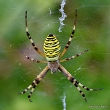 Wasp Spider (Argiope bruennichi)