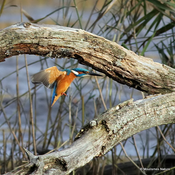 Common Kingfisher (Alcedo atthis) M