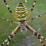 Wasp Spider (Argiope bruennichi)