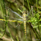 Black-tailed Skimmer (Orthetrum cancellatum) M-ten