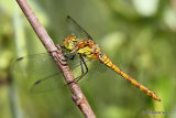 Common Darter (Sympetrum striolatum) M-ten