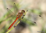 Ruddy Darter (Sympetrum sanguineum) M-Imm