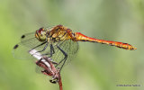 Ruddy Darter (Sympetrum sanguineum) M-Imm