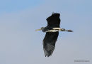 Grey Heron (Ardea cinerea) Ad/2W, Héron cendré