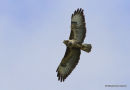 Buteo buteo