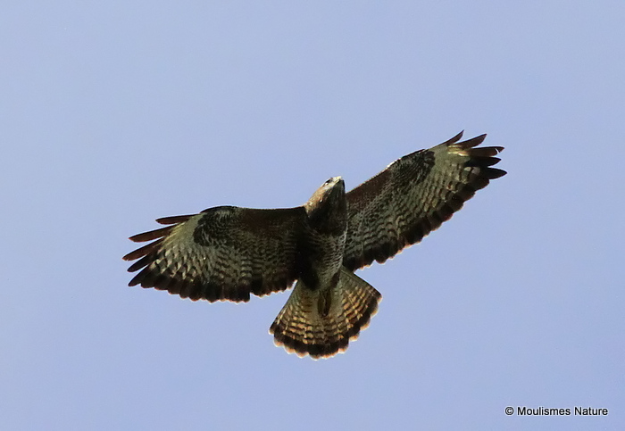 Buteo buteo ad