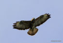 Buteo buteo ad