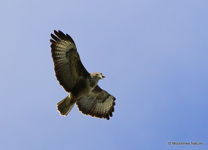 Buteo buteo