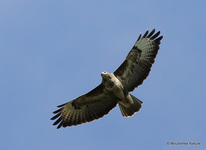 Buteo buteo