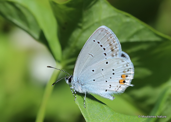 Short-tailed Blue (Everes argiades) M