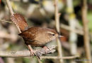 Winter Wren (Troglodytes troglodytes)