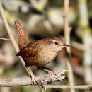 Winter Wren (Troglodytes troglodytes)
