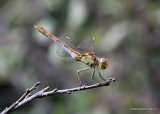 Southern Darter (Sympetrum meridionale) F