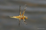 Four-spotted Chaser (Libellula quadrimaculata) M