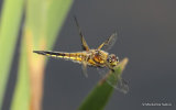 Four-spotted Chaser (Libellula quadrimaculata) M