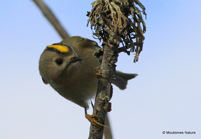 Goldcrest (Regulus regulus), Roitelet huppé