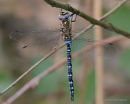6 - Migrant Hawker > Western Spectre