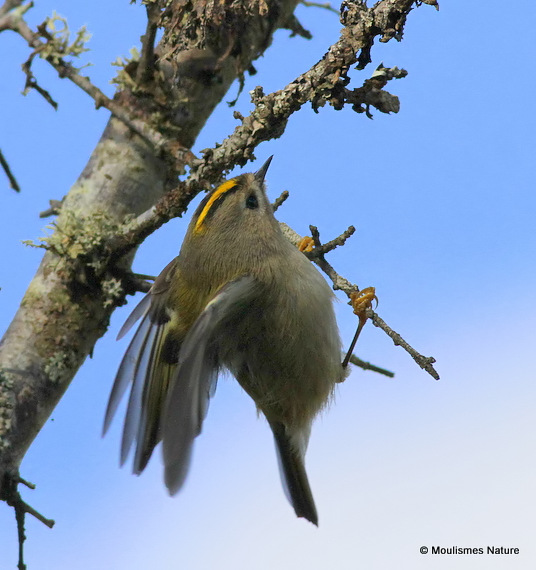 Goldcrest (Regulus regulus), Roitelet huppé