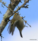 Goldcrest (Regulus regulus), Roitelet huppé