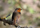 European Robin (Erithacus rubecula)