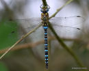 Migrant Hawker (Aeshna mixta) M