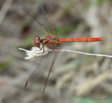 Southern Darter (Sympetrum meridionale) M