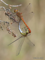 Southern Darters (Sympetrum meridionale)
