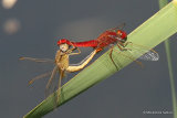 Scarlet Darters (Crocothemis erythraea)