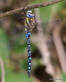 Migrant Hawker (Aeshna mixta) M