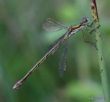Small Emerald (Lestes virens) F