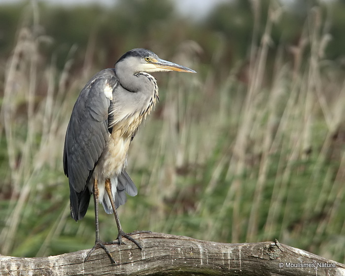 Grey Heron (Ardea cinerea) Juv, Héron cendré