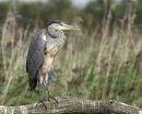Grey Heron (Ardea cinerea) Juv, Héron cendré