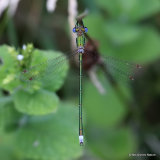 Small Emerald (Lestes virens) M