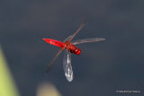 Scarlet Darter (Crocothemis erythraea) M