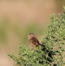 Dartford Warbler (Sylvia undata) F/Imm
