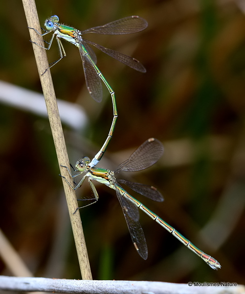 Small Emerald Damselflies (Lestes virens)