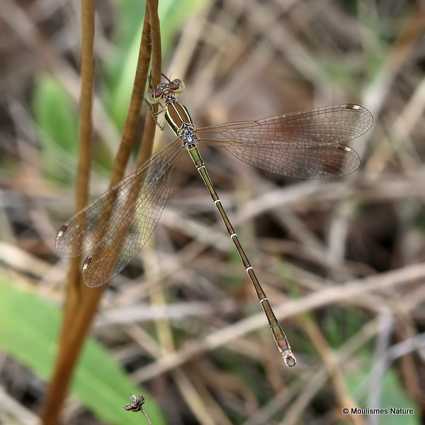 Southern Emerald (Lestes barbarus) M