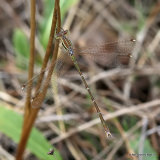 Southern Emerald (Lestes barbarus) M